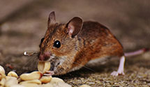 24 Hour & Emergency Exterminators in Karlstad, MN